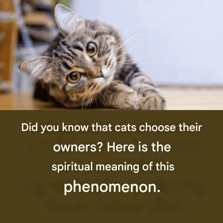 Did you know that cats choose their owners? Here is the spiritual meaning of this phenomenon.