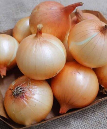 Doctors reveal that eating onion causes…