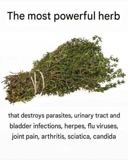 THE MOST POTENT HERB THAT DESTROYS PARASITES, URINARY TRACT & BLADDER INFECTIONS, HERPES, AND FLU VIRUSES