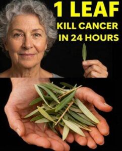 The Leaf Everyone’s Talking About: Exploring Soursop Leaves and Their Potential Role in Wellness