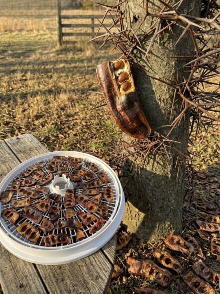 The Hidden Value of a Common Tree