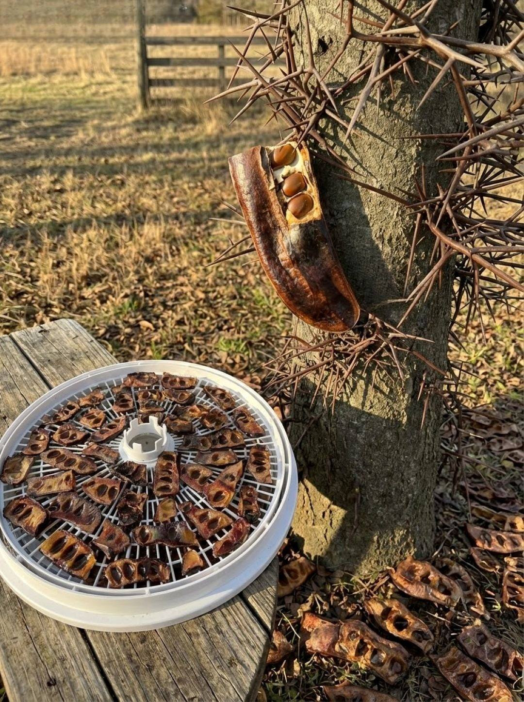 The Hidden Value of a Common Tree