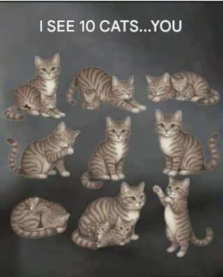 I SEE 10 CATS…YOU