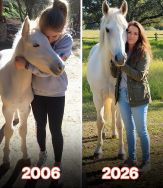 My Husband Sold My Horse While I Was Away – When I Overheard the Real Reason, I Went to War with Him