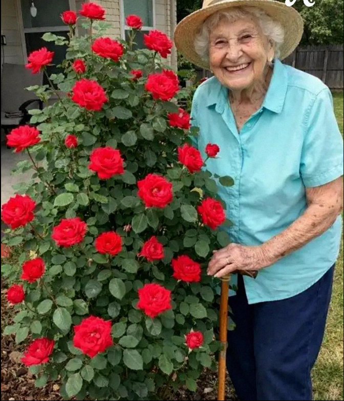 Grandma Asked Me to Move Her Favorite Rosebush One Year After Her Death – I Never Expected to Find What She’d Hidden Beneath It