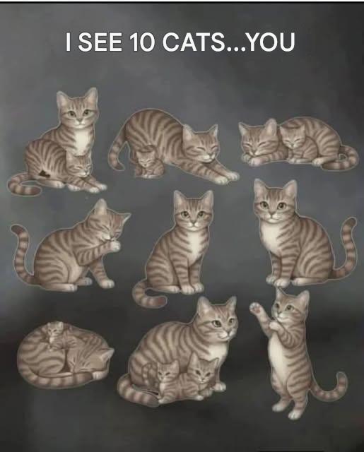 I SEE 10 CATS…YOU