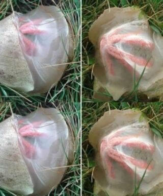 The Unexpected Garden Discovery That Taught Me Something Meaningful