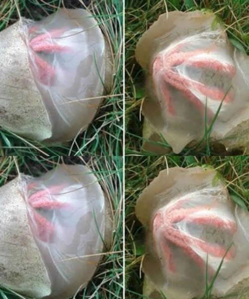 The Unexpected Garden Discovery That Taught Me Something Meaningful