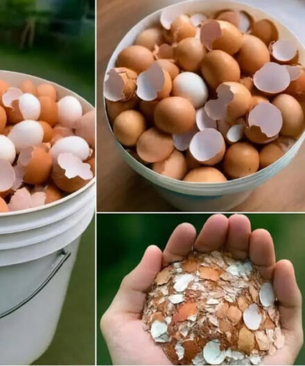 Don’t Toss Those Eggshells: 17 Ways to Reuse Them