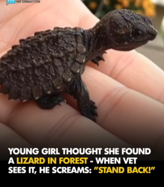 A Young Girl Thought She Found A Lizard- When Vet Sees It, He Couldn’t Believe His Eyes