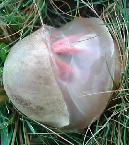 In the garden, I found a slimy, reddish creature that gave off a strong, nauseating odor. I was horrified when I realized what it was.