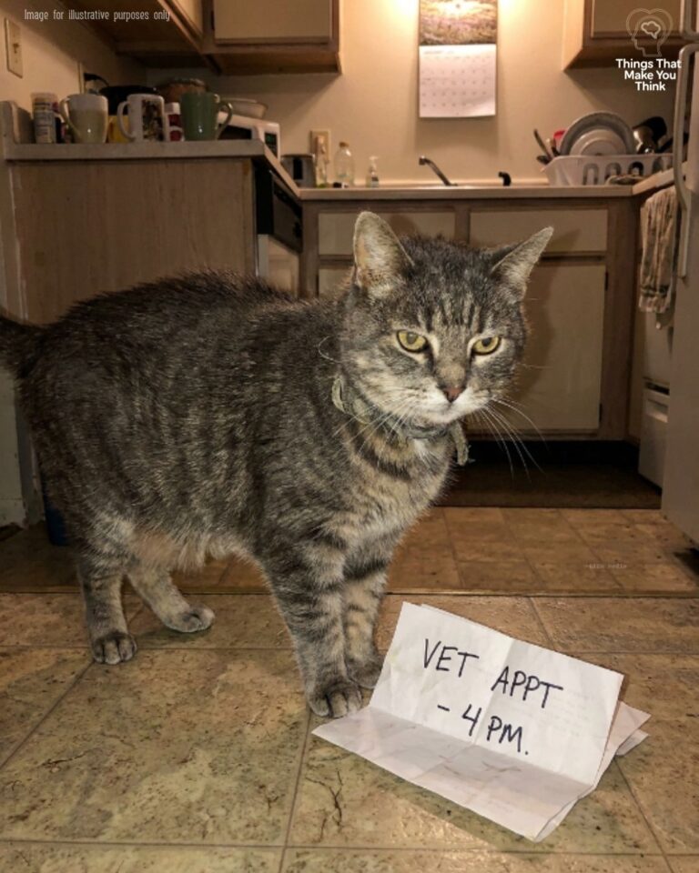When My Cat’s Secret Appointments Taught a Lonely Courtyard How to Listen