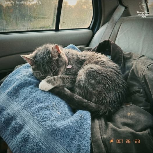 He Adopted the Old Cat Nobody Wanted, and She Saved His Empty House